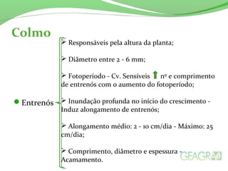 Colmo
Entrenós
 Responsáveis pela altura da planta;
 Diâmetro entre 2 - 6 mm;
 Fotoperíodo - Cv. Sensíveis nº e comprimento
de entrenós com o aumento do fotoperíodo;
 Inundação profunda no início do crescimento -
Induz alongamento de entrenós;
 Alongamento médio: 2 - 10 cm/dia - Máximo: 25
cm/dia;
 Comprimento, diâmetro e espessura -
Acamamento.
 