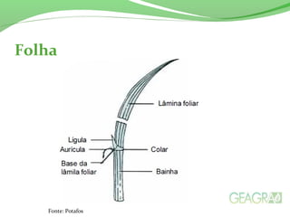 Folha
Fonte: Potafos
 