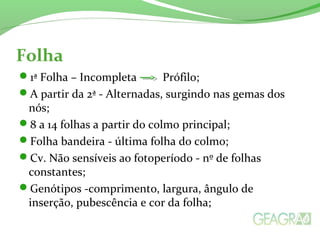 Folha
1ª Folha – Incompleta Prófilo;
A partir da 2ª - Alternadas, surgindo nas gemas dos
nós;
8 a 14 folhas a partir do colmo principal;
Folha bandeira - última folha do colmo;
Cv. Não sensíveis ao fotoperíodo - nº de folhas
constantes;
Genótipos -comprimento, largura, ângulo de
inserção, pubescência e cor da folha;
 