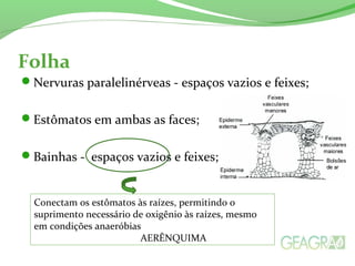 Nervuras paralelinérveas - espaços vazios e feixes;
Estômatos em ambas as faces;
Bainhas - espaços vazios e feixes;
Folha
Conectam os estômatos às raízes, permitindo o
suprimento necessário de oxigênio às raízes, mesmo
em condições anaeróbias
AERÊNQUIMA
 