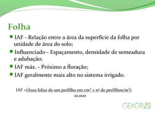 Folha
IAF - Relação entre a área da superfície da folha por
unidade de área do solo;
Influenciado - Espaçamento, densidade de semeadura
e adubação;
IAF máx. - Próximo a floração;
IAF geralmente mais alto no sistema irrigado.
IAF =(Área foliar de um perfilho em cm² × nº de perfilhos/m²)
10.000
 