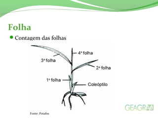 Folha
Contagem das folhas
Fonte: Potafos
 