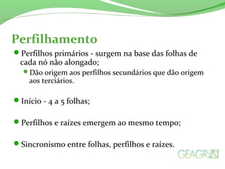 Perfilhamento
Perfilhos primários - surgem na base das folhas de
cada nó não alongado;
Dão origem aos perfilhos secundários que dão origem
aos terciários.
Início - 4 a 5 folhas;
Perfilhos e raízes emergem ao mesmo tempo;
Sincronismo entre folhas, perfilhos e raízes.
 