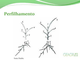 Perfilhamento
Fonte: Potafos
 