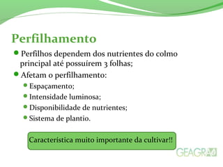 Perfilhamento
Perfilhos dependem dos nutrientes do colmo
principal até possuírem 3 folhas;
Afetam o perfilhamento:
Espaçamento;
Intensidade luminosa;
Disponibilidade de nutrientes;
Sistema de plantio.
Característica muito importante da cultivar!!
 