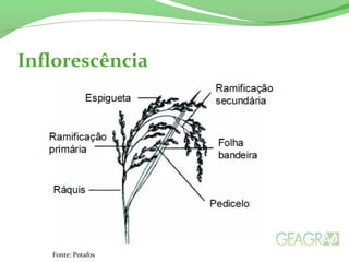 Inflorescência
Fonte: Potafos
 
