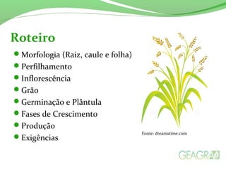 Morfologia (Raiz, caule e folha)
Perfilhamento
Inflorescência
Grão
Germinação e Plântula
Fases de Crescimento
Produção
Exigências
Roteiro
Fonte: dreamstime.com
 