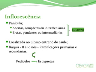 Inflorescência
Panícula;
Abertas, compactas ou intermediárias
Eretas, pendentes ou intermediárias
Localizada no último entrenó do caule;
Ráquis - 8 a 10 nós - Ramificações primárias e
secundárias;
Pedicelos Espiguetas
CULTIVAR
 
