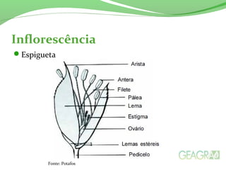Inflorescência
Espigueta
Fonte: Potafos
 