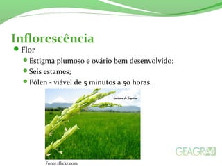 Inflorescência
Flor
Estigma plumoso e ovário bem desenvolvido;
Seis estames;
Pólen - viável de 5 minutos a 50 horas.
Fonte: flickr.com
 