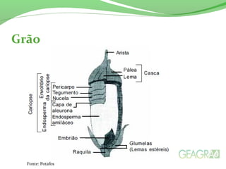 Grão
Fonte: Potafos
 