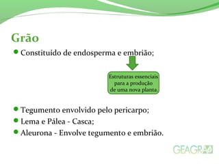 Grão
Constituído de endosperma e embrião;
Tegumento envolvido pelo pericarpo;
Lema e Pálea - Casca;
Aleurona - Envolve tegumento e embrião.
Estruturas essenciais
para a produção
de uma nova planta.
 