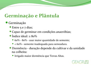 Germinação e Plântula
Germinação
Entre 5 e 7 dias;
Capaz de germinar em condições anaeróbias;
Índice ideal: ≥ 80%
 60% - 80% - usar maior quantidade de semente;
 < 60% - semente inadequada para semeadura.
Dormência - duração depende da cultivar e da umidade
na colheita:
 Irrigado maior dormência que Terras Altas.
 