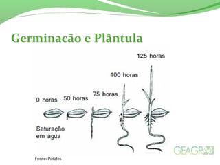 Germinação e Plântula
Fonte: Potafos
 