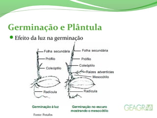 Germinação e Plântula
Efeito da luz na germinação
Fonte: Potafos
 