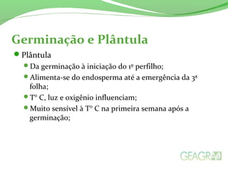 Germinação e Plântula
Plântula
Da germinação à iniciação do 1º perfilho;
Alimenta-se do endosperma até a emergência da 3ª
folha;
T° C, luz e oxigênio influenciam;
Muito sensível à T° C na primeira semana após a
germinação;
 