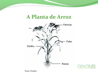 A Planta de Arroz
Fonte: Potafos
 