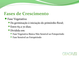 Fases de Crescimento
Fase Vegetativa
Da germinação à iniciação do primórdio floral;
Entre 65 a 70 dias;
Dividida em:
 Fase Vegetativa Básica Não Sensível ao Fotoperíodo
 Fase Sensível ao Fotopéríodo
 