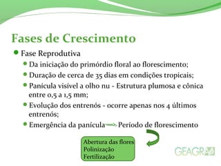 Fases de Crescimento
Fase Reprodutiva
Da iniciação do primórdio floral ao florescimento;
Duração de cerca de 35 dias em condições tropicais;
Panícula visível a olho nu - Estrutura plumosa e cônica
entre 0,5 a 1,5 mm;
Evolução dos entrenós - ocorre apenas nos 4 últimos
entrenós;
Emergência da panícula Período de florescimento
Abertura das flores
Polinização
Fertilização
 