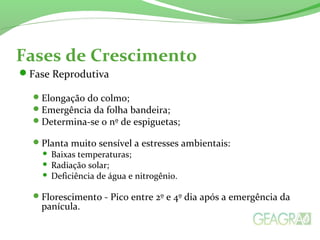 Fases de Crescimento
Fase Reprodutiva
Elongação do colmo;
Emergência da folha bandeira;
Determina-se o nº de espiguetas;
Planta muito sensível a estresses ambientais:
 Baixas temperaturas;
 Radiação solar;
 Deficiência de água e nitrogênio.
Florescimento - Pico entre 2º e 4º dia após a emergência da
panícula.
 