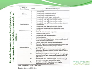 Fonte: Abreu e Oliveira
Escaladedesenvolvimentofenológicodoarroz,
commarcadormorfofisiológicoassociadoao
estádio.
 