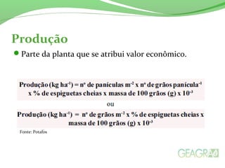Produção
Parte da planta que se atribui valor econômico.
Fonte: Potafos
 