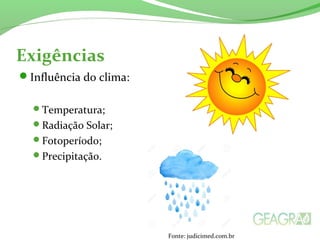 Exigências
Influência do clima:
Temperatura;
Radiação Solar;
Fotoperíodo;
Precipitação.
Fonte: judicimed.com.br
 