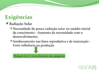 Exigências
Radiação Solar
Necessidade de pouca radiação solar no estádio inicial
de crescimento - Aumento da necessidade com o
desenvolvimento;
Sombreamento nas fases reprodutiva e de maturação -
Forte influência na produção
Redução do nº e do enchimento das espiguetas
 