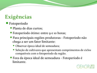 Exigências
Fotoperíodo
Planta de dias curtos;
Fotoperíodo ótimo: entre 9 e 10 horas;
Para principais regiões produtoras - Fotoperíodo não
chega a ser um fator limitante:
 Observar época ideal de semeadura;
 Seleção de cultivares que apresentam comprimentos de ciclos
compatíveis com o fotoperíodo da região.
Fora da época ideal de semeadura - Fotoperíodo é
limitante.
 