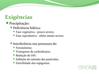 Exigências
Precipitação:
Deficiência hídrica:
 Fase vegetativa - pouco severa;
 Fase reprodutiva - efeito muito severo.
Interferência nos processos de:
 Fotossíntese;
 Transporte de carboidratos;
 Redução de IAF;
 Inibição da emissão das panículas;
 Esterilidade das espiguetas.
 