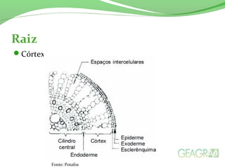 Raiz
Córtex
Fonte: Potafos
 