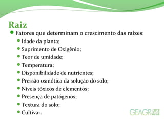 Raiz
Fatores que determinam o crescimento das raízes:
Idade da planta;
Suprimento de Oxigênio;
Teor de umidade;
Temperatura;
Disponibilidade de nutrientes;
Pressão osmótica da solução do solo;
Níveis tóxicos de elementos;
Presença de patógenos;
Textura do solo;
Cultivar.
 