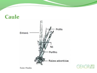 Caule
Fonte: Potafos
 