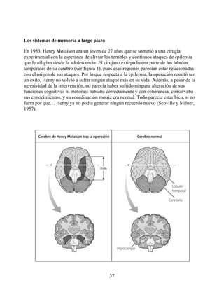 Los sistemas de memoria a largo plazo
En 1953, Henry Molaison era un joven de 27 años que se sometió a una cirugía
experimental con la esperanza de aliviar los terribles y continuos ataques de epilepsia
que le afligían desde la adolescencia. El cirujano extirpó buena parte de los lóbulos
temporales de su cerebro (ver figura 1), pues esas regiones parecían estar relacionadas
con el origen de sus ataques. Por lo que respecta a la epilepsia, la operación resultó ser
un éxito, Henry no volvió a sufrir ningún ataque más en su vida. Además, a pesar de la
agresividad de la intervención, no parecía haber sufrido ninguna alteración de sus
funciones cognitivas ni motoras: hablaba correctamente y con coherencia, conservaba
sus conocimientos, y su coordinación motriz era normal. Todo parecía estar bien, si no
fuera por que… Henry ya no podía generar ningún recuerdo nuevo (Scoville y Milner,
1957).
37
 