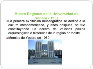 Museo Regional de la Universidad de
Sonora - 1957

 La primera exhibición museográfica se dedicó a la

cultura mesoamericana, y años después, se fue
constituyendo un acervo de valiosas piezas
arqueológicas e históricas de la región noroeste.
 Momias de Yécora en 1960.

 