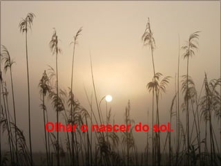 Olhar o nascer do sol.   