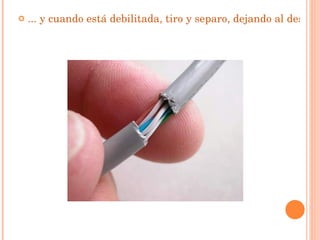 ... y cuando está debilitada, tiro y separo, dejando al descubierto ...   