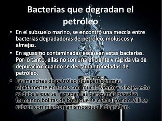 Bacterias que degradan el petróleo 