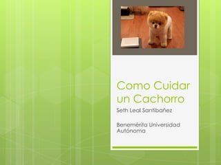 Como Cuidar
un Cachorro
Seth Leal Santibañez
Benemérita Universidad
Autónoma
 
