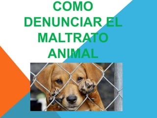 COMO
DENUNCIAR EL
MALTRATO
ANIMAL
 