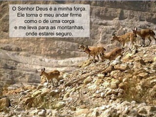 O Senhor Deus é a minha força.
Ele torna o meu andar firme
como o de uma corça
e me leva para as montanhas,
onde estarei seguro.
 
