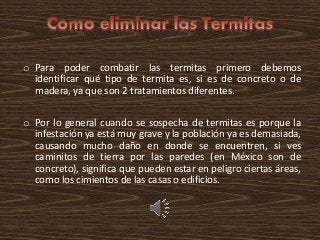 o Para poder combatir las termitas primero debemos
identificar qué tipo de termita es, si es de concreto o de
madera, ya que son 2 tratamientos diferentes.
o Por lo general cuando se sospecha de termitas es porque la
infestación ya está muy grave y la población ya es demasiada,
causando mucho daño en donde se encuentren, si ves
caminitos de tierra por las paredes (en México son de
concreto), significa que pueden estar en peligro ciertas áreas,
como los cimientos de las casas o edificios.
 