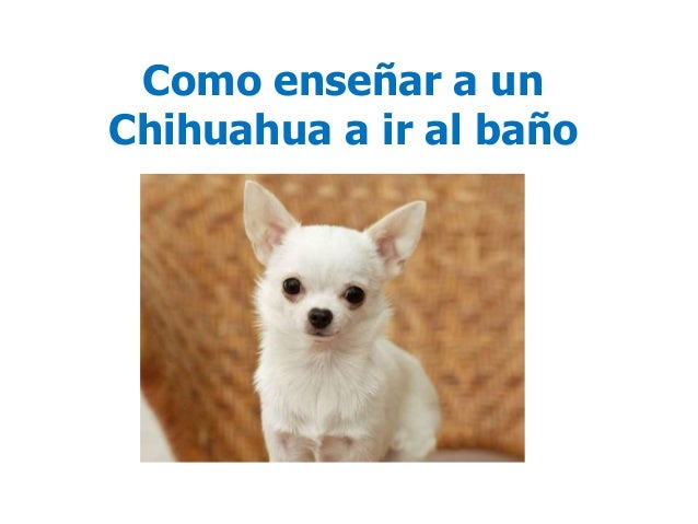 Como enseñar a un Chihuahua a ir al baño