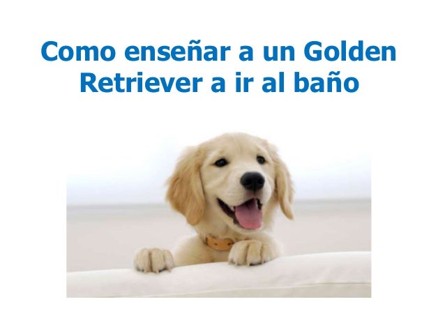 Como Ensenar A Un Golden Retriever A Ir Al Bano