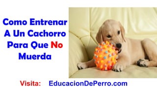 Como Entrenar
A Un Cachorro
 Para Que No
   Muerda

   Visita:   EducacionDePerro.com
 