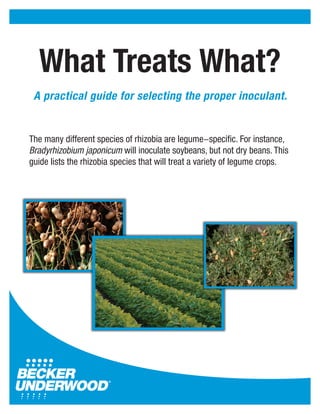 The many different species of rhizobia are legume-specific. For instance,
Bradyrhizobium japonicum will inoculate soybeans, but not dry beans. This
guide lists the rhizobia species that will treat a variety of legume crops.
A practical guide for selecting the proper inoculant.
What Treats What?
 