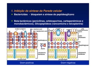 1. Inibição da síntese da Parede celular
 Bactericidas - bloqueiam a síntese do peptídeoglicano
 Beta-lactâmicos (penicilinas, cefalosporinas, carbapenêmicos e
monobactâmicos), Glicopeptídeos (vancomicina e teicoplanina)
Gram-positivas Gram-negativas
 