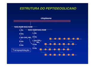 ESTRUTURA DO PEPTIDEOGLICANO
|
L-Ala
|
D-Glu
|
L-diA
|
D-Ala
|
D-Ala
NAG-NAM-NAG-NAM
-(AA)n-NH2
|
L-Ala
|
D-Glu
|
L-diA
|
D-Ala
|
D-Ala
NAG-NAM-NAG-NAM
-(AA)n-
NH2
citoplasma
Transpeptidação
 