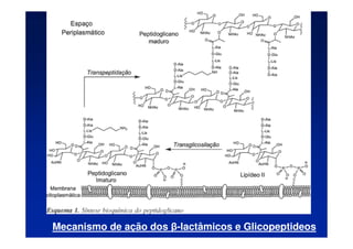 Mecanismo de ação dos β-lactâmicos e Glicopeptideos
 