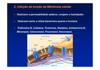 2. Inibição da função da Membrana celular

 Destroem a permeabilidade seletiva, rompem o fosfolip
Destroem a permeabilidade seletiva, rompem o fosfolipí
ídio
dio

 Destroem tanto a c
Destroem tanto a cé
élula bacteriana quanto a humana
lula bacteriana quanto a humana
 Polimixina B, Colistina, Tirotricina, Nistatina, Anfotericina B,
Miconazol, Cetoconazol, Fluconazol, Itraconazol.
 